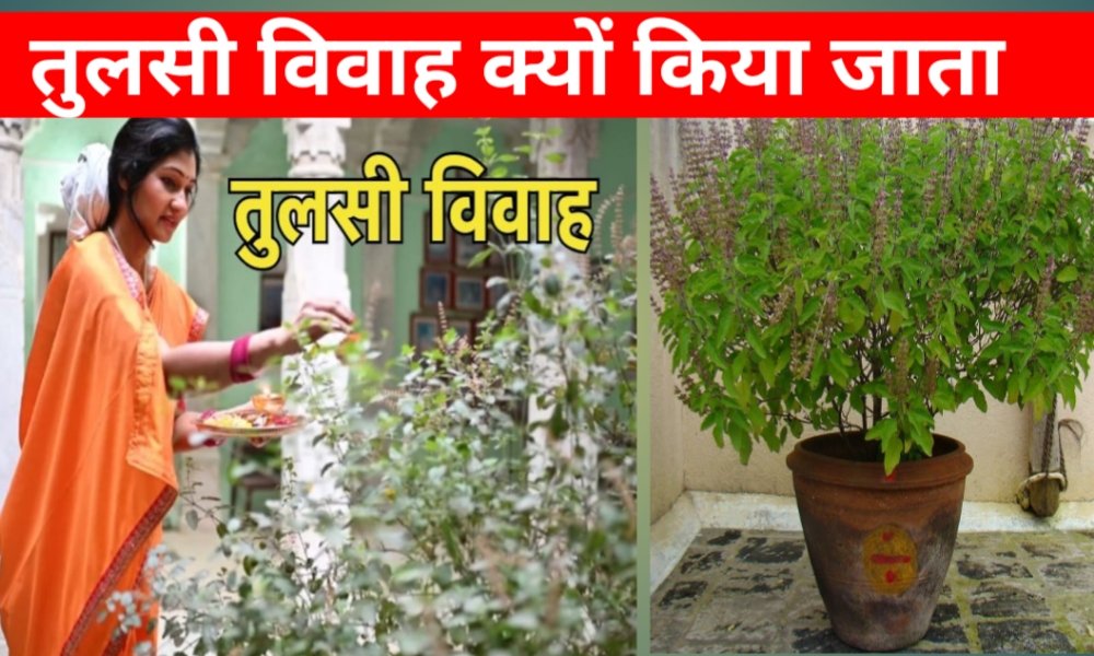 tulsi vihah